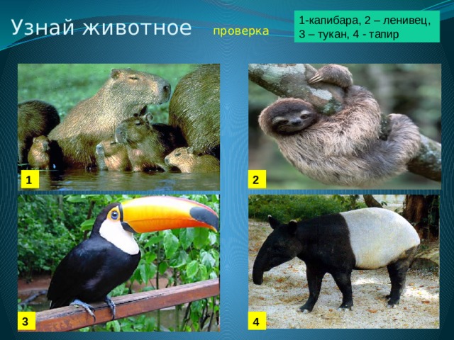 1-капибара, 2 – ленивец, Узнай животное проверка 3 – тукан, 4 - тапир 1 2 3 4