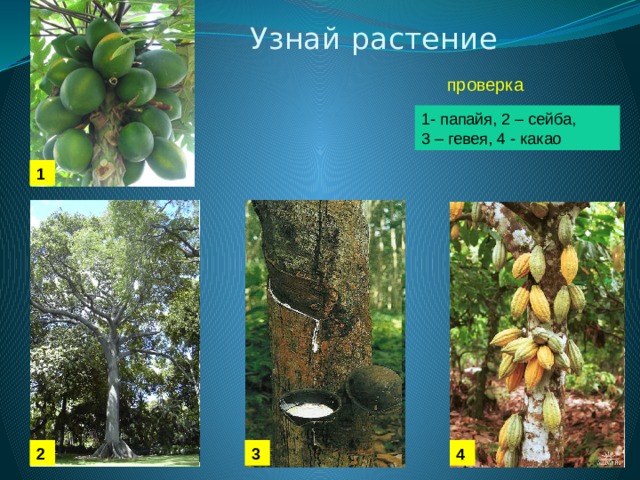 Узнай растение проверка 1- папайя, 2 – сейба, 3 – гевея, 4 - какао 1 4 3 2