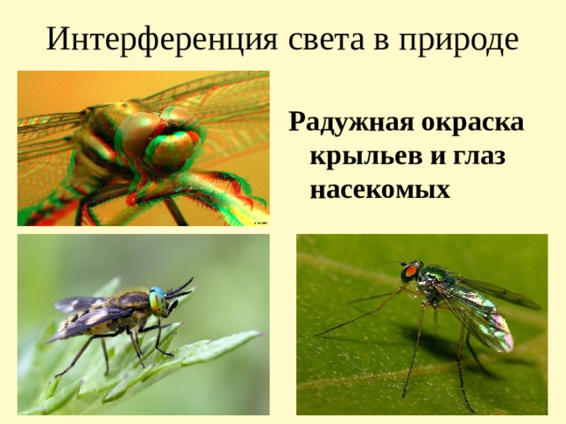 Интерференция света в природе Радужная окраска крыльев и глаз насекомых