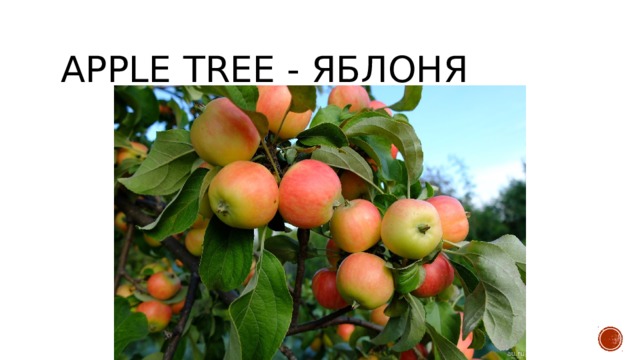 apple tree - яблоня