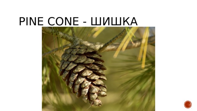 pine cone - шишка