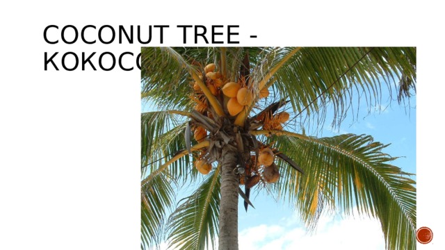 coconut tree - кокосовое дерево