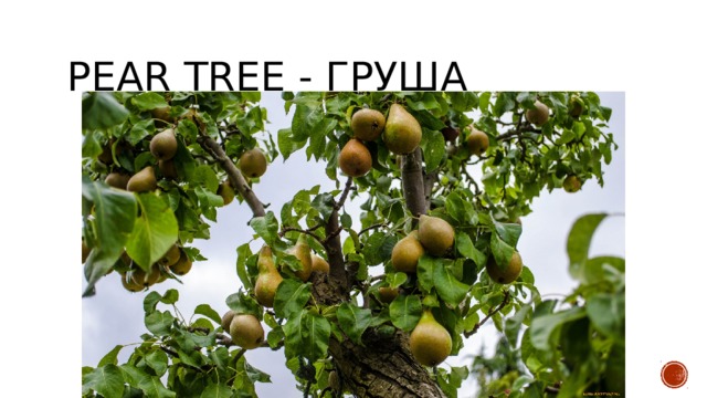 pear tree - груша