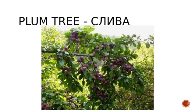 plum tree - слива