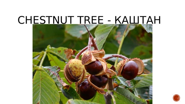 chestnut tree - каштан