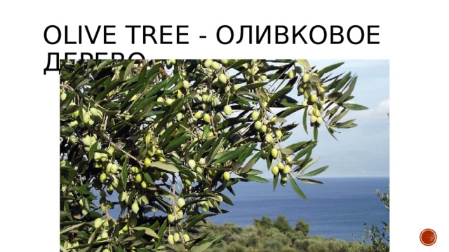 olive tree - оливковое дерево