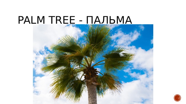 palm tree - пальма