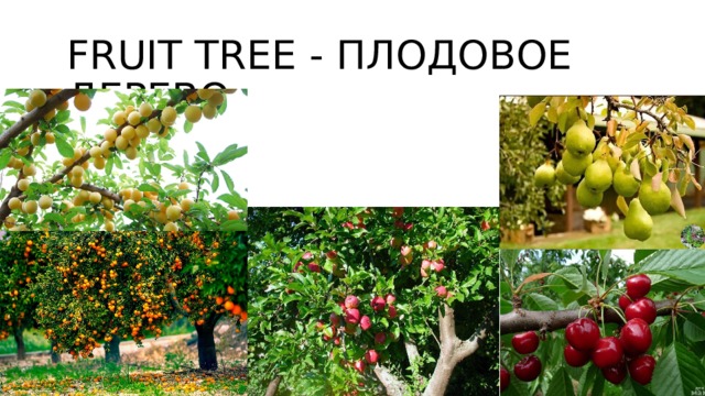 fruit tree - плодовое дерево