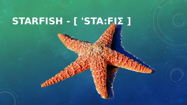 Starfish - [ 'sta:fiʃ ]