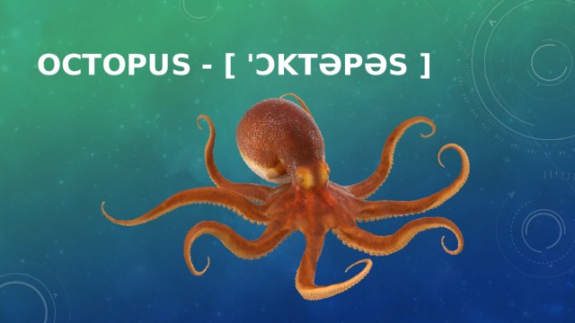 Octopus - [ 'ɔktəpəs ]