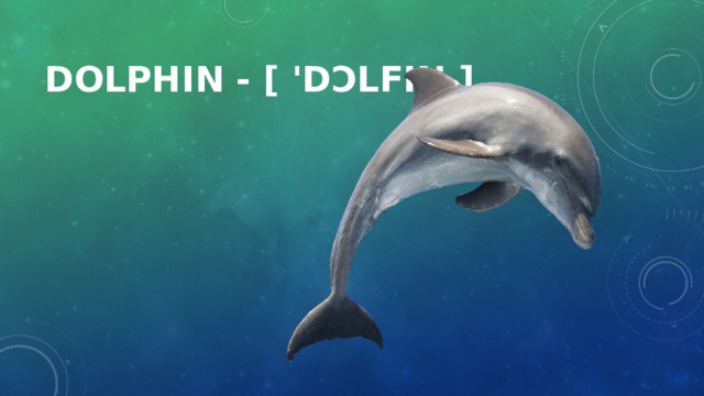 Dolphin - [ 'dɔlfin ]