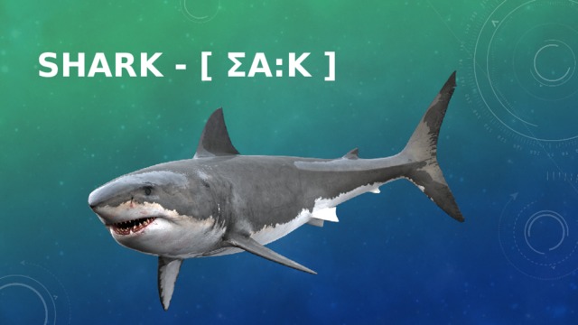 Shark - [ ʃa:k ]