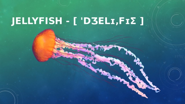 Jellyfish - [ 'dʒelɪ‚fɪʃ ]