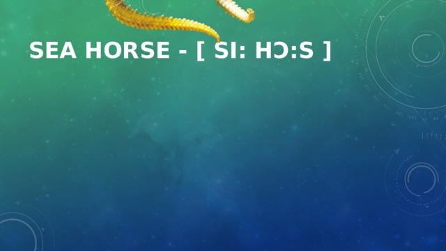 sea horse - [ si: hɔ:s ]
