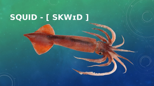 Squid - [ skwɪd ]