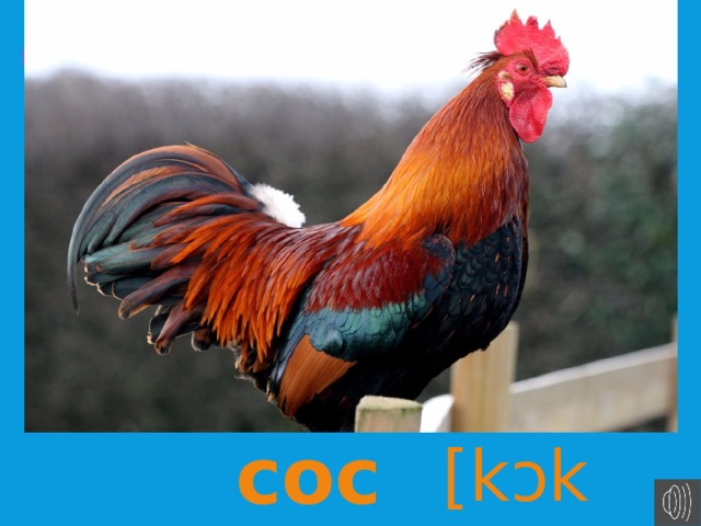 петух cock [kɔk]