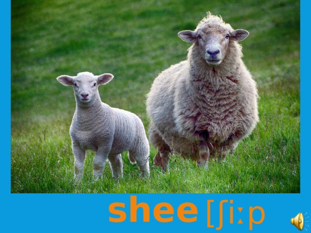 овца sheep [ʃiːp]