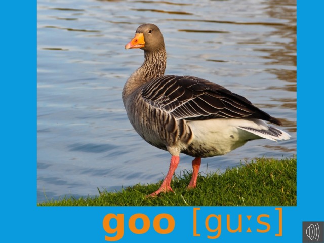 goose [guːs]