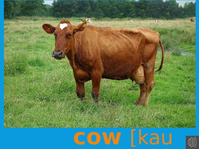корова cow [kau]