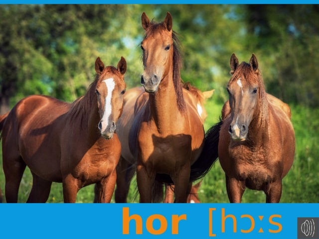 лошадь horse [hɔːs]