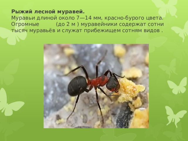 Рыжий лесной муравей.  Муравьи длиной около 7—14 мм, красно-бурого цвета. Огромные (до 2 м ) муравейники содержат сотни тысяч муравьёв и служат прибежищем сотням видов .
