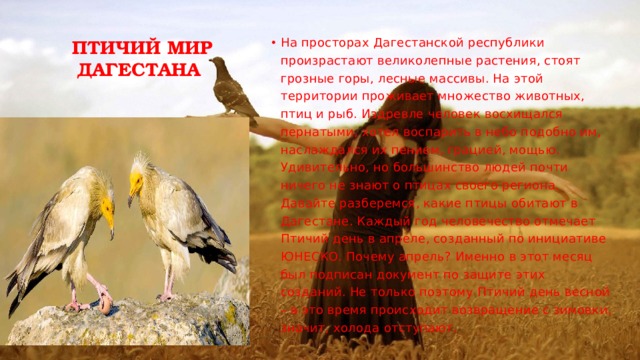 Птичий Мир Дагестана
