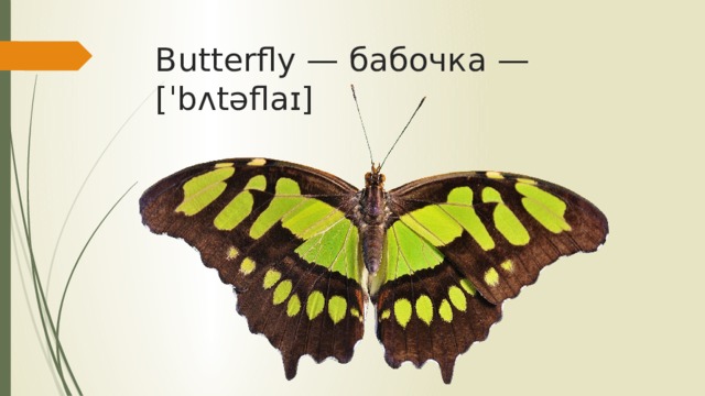 Butterfly — бабочка — [ˈbʌtəflaɪ]