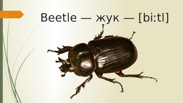 Beetle — жук — [biːtl]