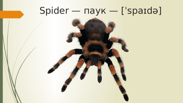 Spider — паук — [ˈspaɪdə]