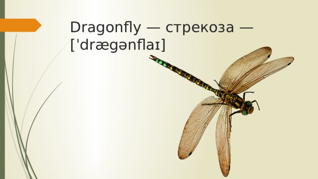Dragonfly — стрекоза — [ˈdrægənflaɪ]