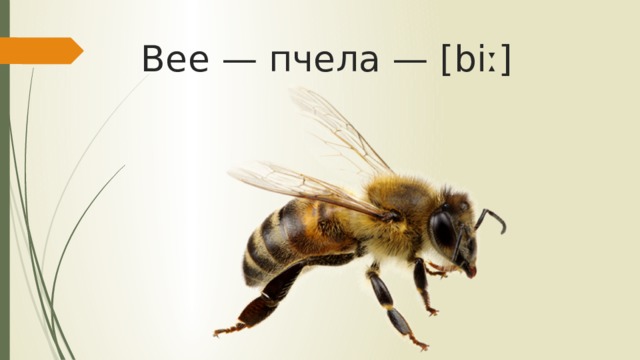 Bee — пчела — [biː]