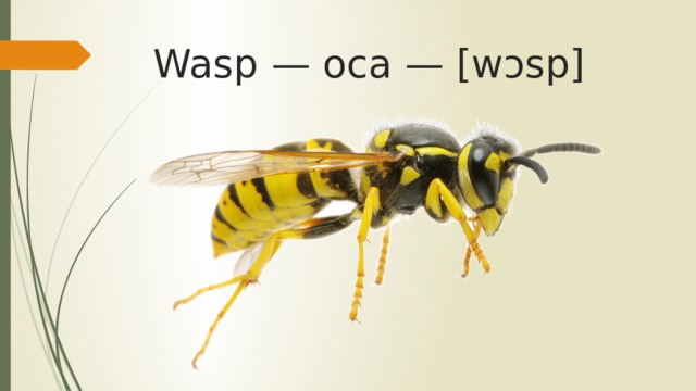 Wasp — оса — [wɔsp]