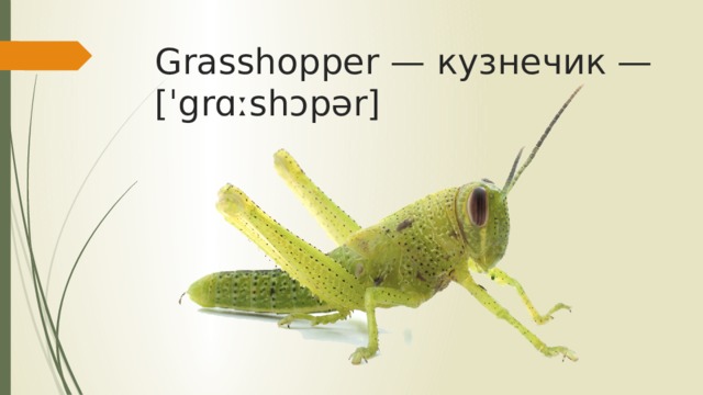 Grasshopper — кузнечик — [ˈgrɑːshɔpər]