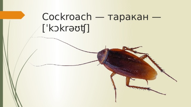Cockroach — таракан — [ˈkɔkrəʊʧ]