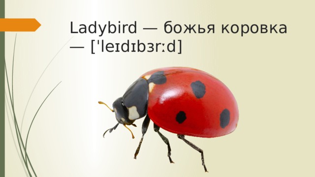 Ladybird — божья коровка — [ˈleɪdɪbɜrːd]