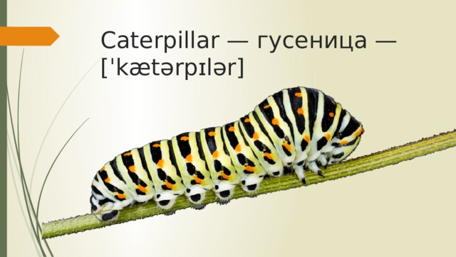 Caterpillar — гусеница — [ˈkætərpɪlər]