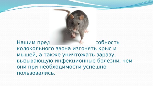 Нашим предкам знакома способность колокольного звона изгонять крыс и мышей, а также уничтожать заразу, вызывающую инфекционные болезни, чем они при необходимости успешно пользовались.
