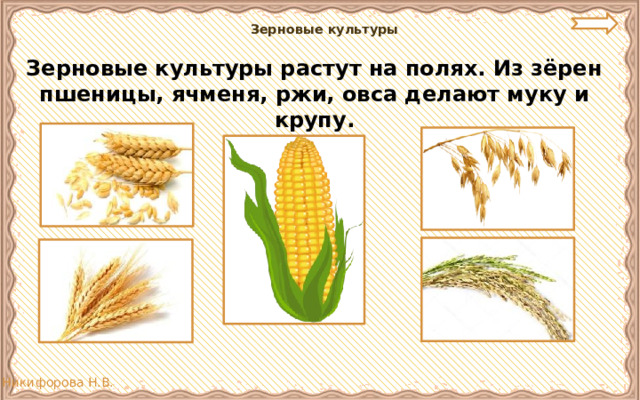 Зерновые культуры   Зерновые культуры растут на полях. Из зёрен пшеницы, ячменя, ржи, овса делают муку и крупу.