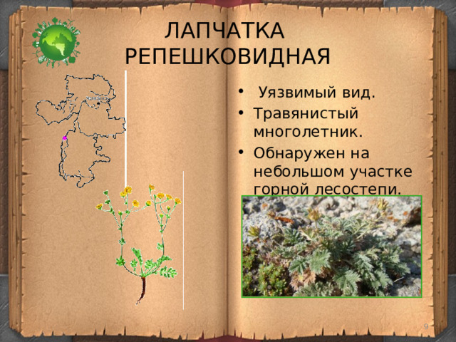 ЛАПЧАТКА  РЕПЕШКОВИДНАЯ  Уязвимый вид. Травянистый многолетник. Обнаружен на небольшом участке горной лесостепи.