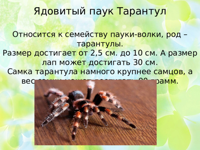 Ядовитый паук Тарантул Относится к семейству пауки-волки, род – тарантулы. Размер достигает от 2,5 см. до 10 см. А размер лап может достигать 30 см. Самка тарантула намного крупнее самцов, а вес самки может достигать 90 грамм.