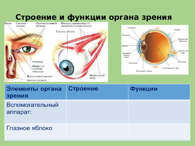 Строение и функции органа зрения