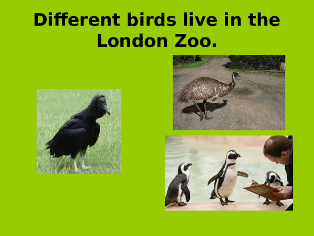 Different birds live in the London Zoo.