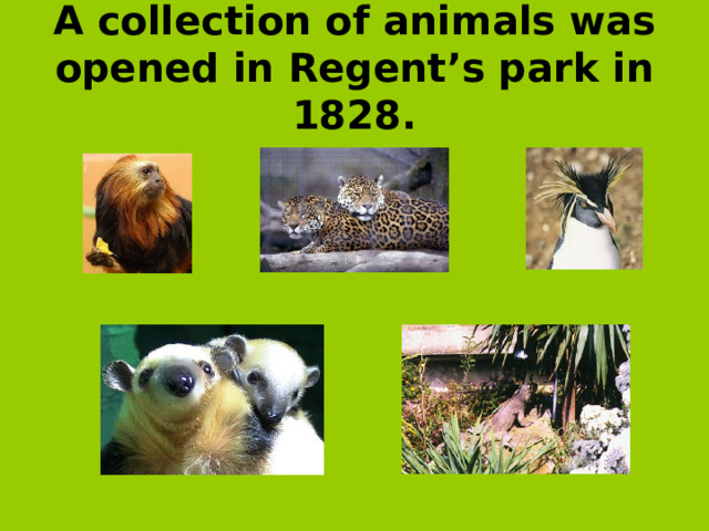 A collection of animals was opened in Regent’s park in 1828.