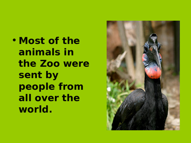 Most of the animals in the Zoo were sent by people from all over the world.