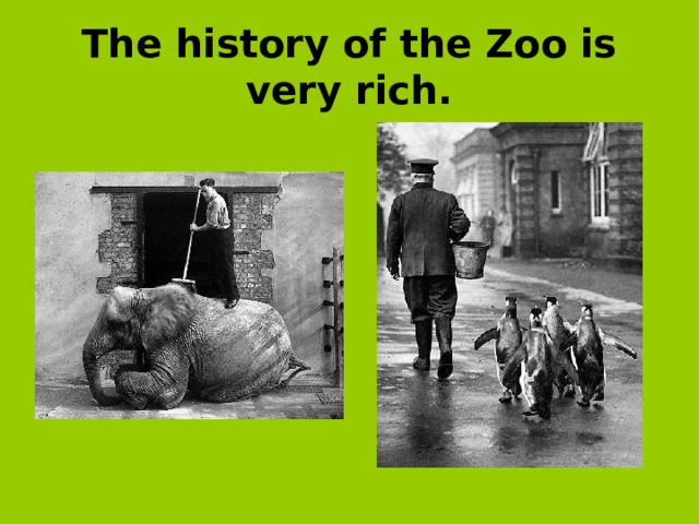 The history of the Zoo is very rich.