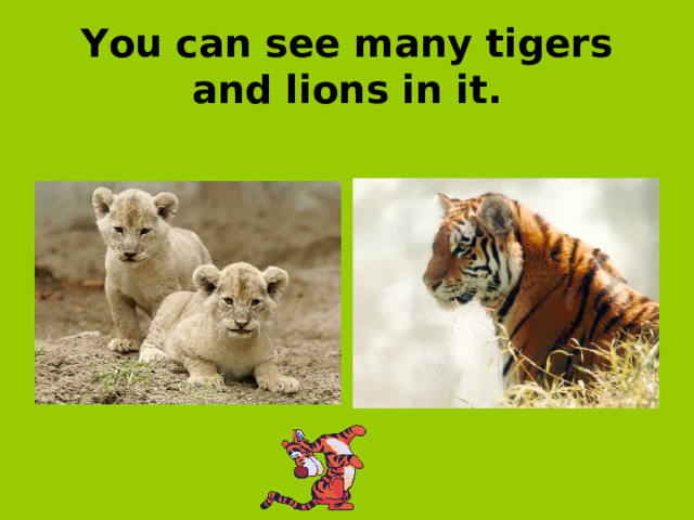 You can see many tigers and lions in it.