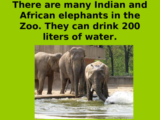 There are many Indian and African elephants in the Zoo. They can drink 200 liters of water.