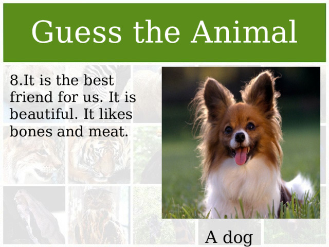 Guess the Animal 8.It is the best friend for us. It is beautiful. It likes bones and meat. A dog