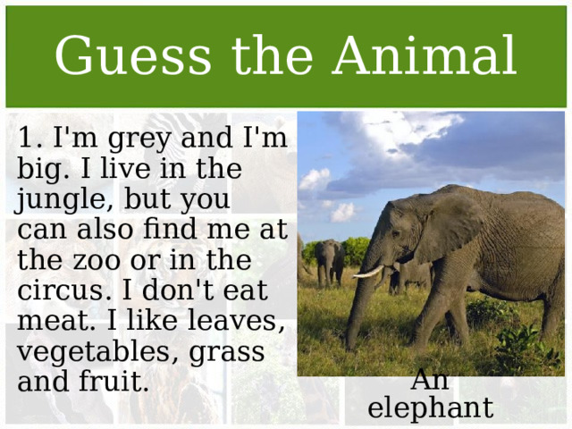Guess the Animal 1. I'm grey and I'm big. I live in the jungle, but you can also find me at the zoo or in the circus. I don't eat meat. I like leaves, vegetables, grass and fruit. An elephant