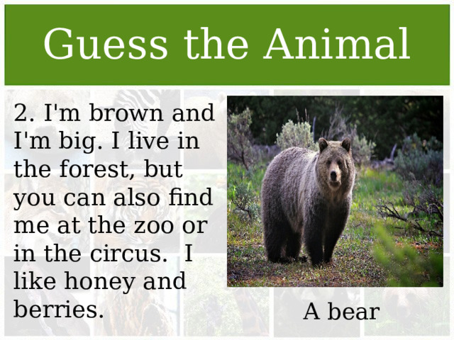 Guess the Animal 2. I'm brown and I'm big. I live in the forest, but you can also find me at the zoo or in the circus. I like honey and berries. A bear